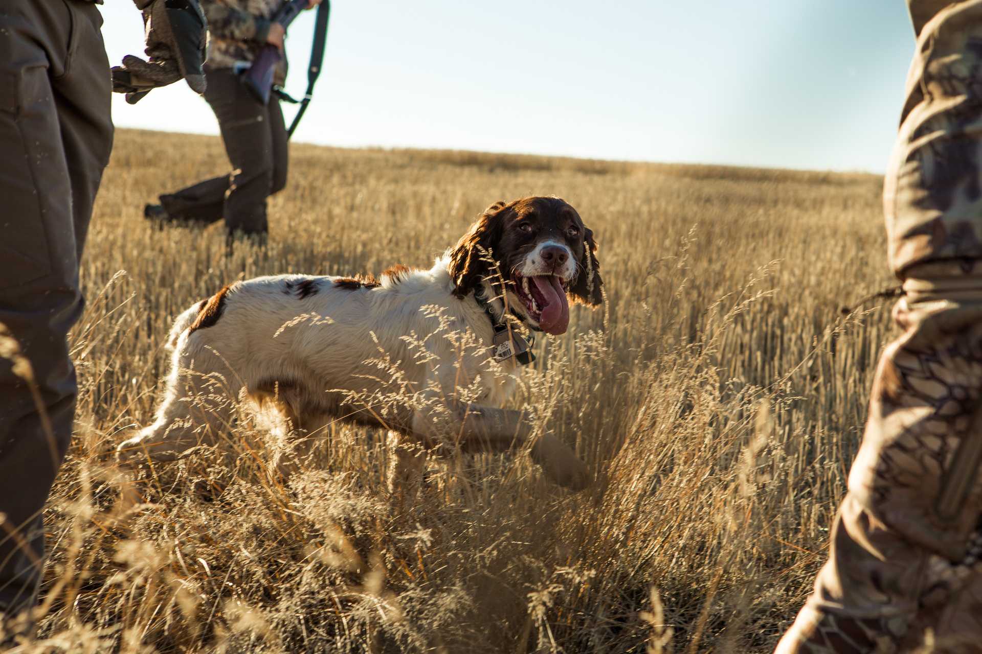 Picture of hunting dog in a field